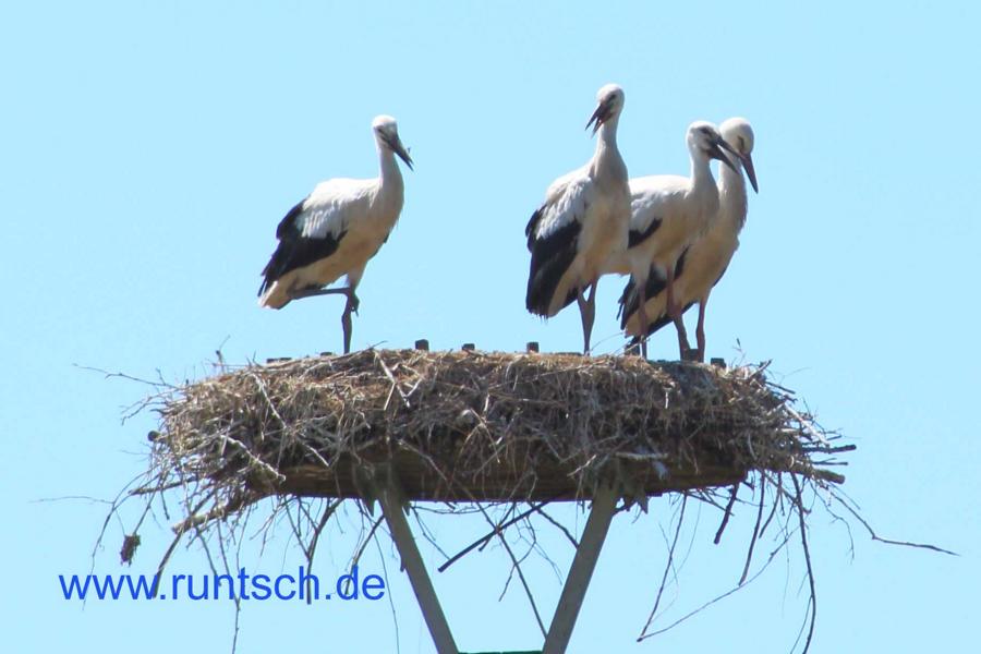 4 Jungstrche stehen im Nest