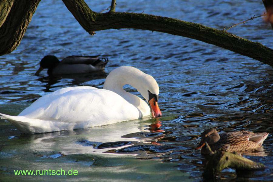 Schwan bei Burg Vischering Schwan bei Burg Vischering