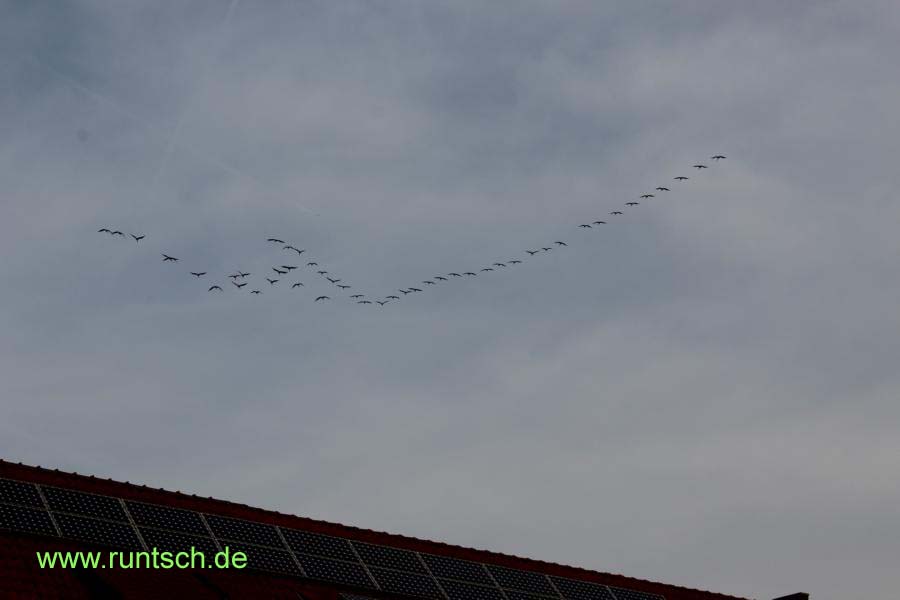 Ein Schwarm Kraniche ber den Dchern von Ldinghausen