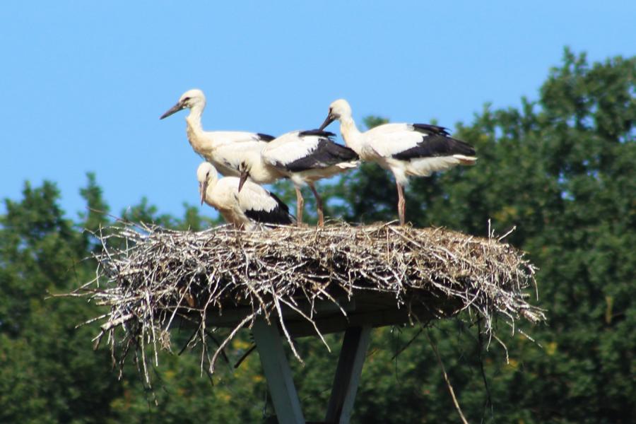 4 Junge Strche stehen im  Nest