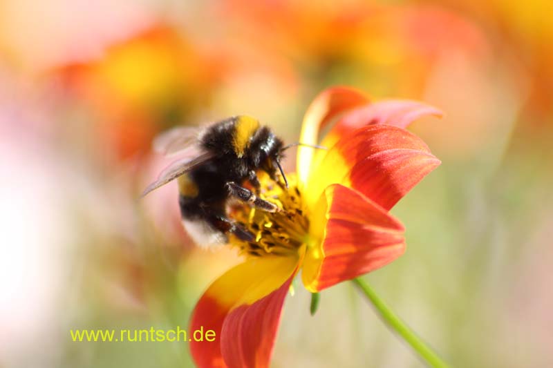Hummel auf Blüte Hummel auf Blüte