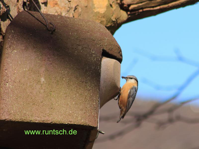 Ein Kleiber bringt Futter zum  Brutkasten