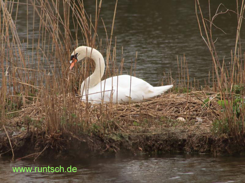 Brtender Schwan
