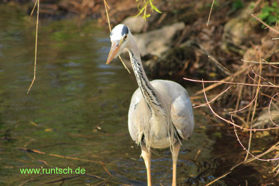 Reiher auf der Pirsch