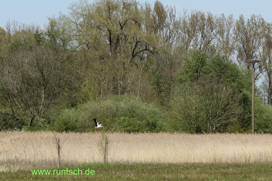 Storch im Anflug auf das Nest