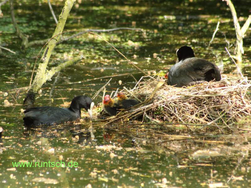 Blsshuhnpaar mit Kcken