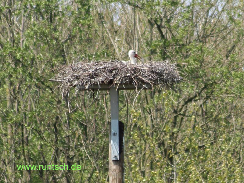 Brtender Stroch hoch oben im Nest
