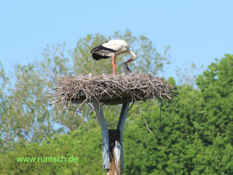 Storchenpaar im Nest