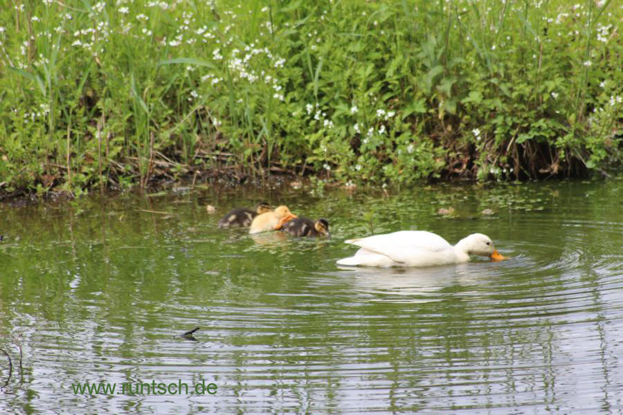 Enten mit unterschiedlichen Kcken.