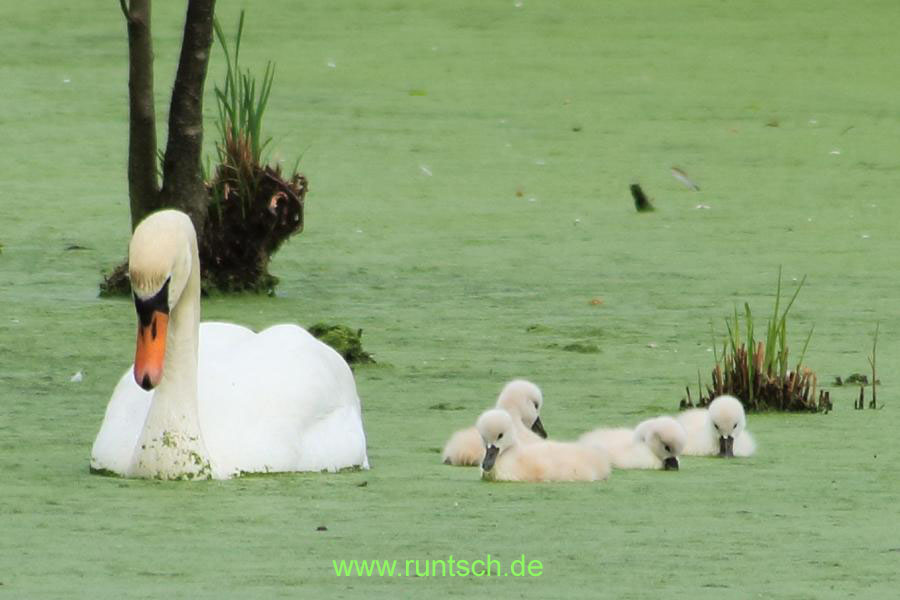 Schwan mit Nachwuchs