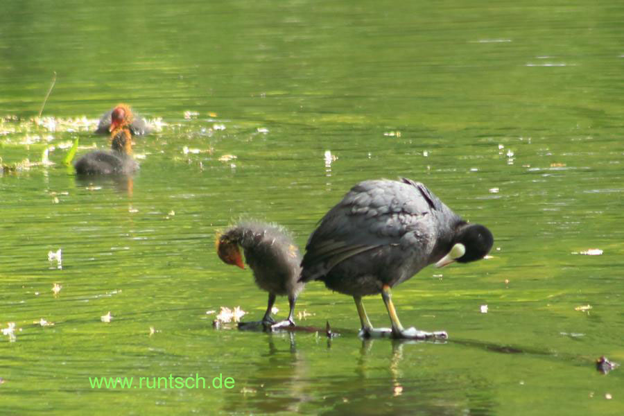 Blshuhnfamilie bei der Krperpflege