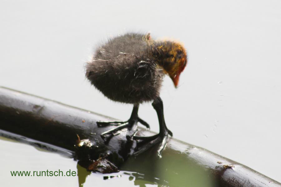 Blsshuhn schaut auf seine Fe