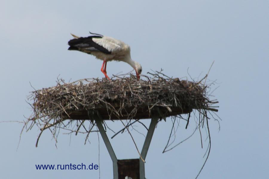 Storch steckt den Schnabel ins Nest