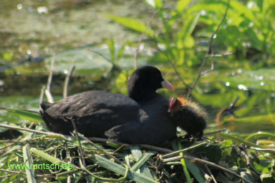Blsshuhnkcken schmiegt sich an der Mutter