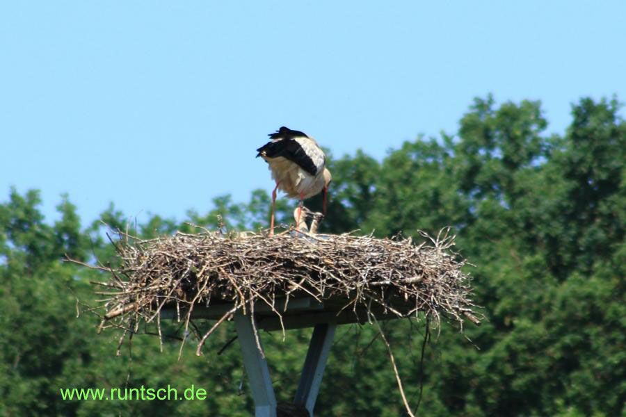 Storch fttert zwei Junge