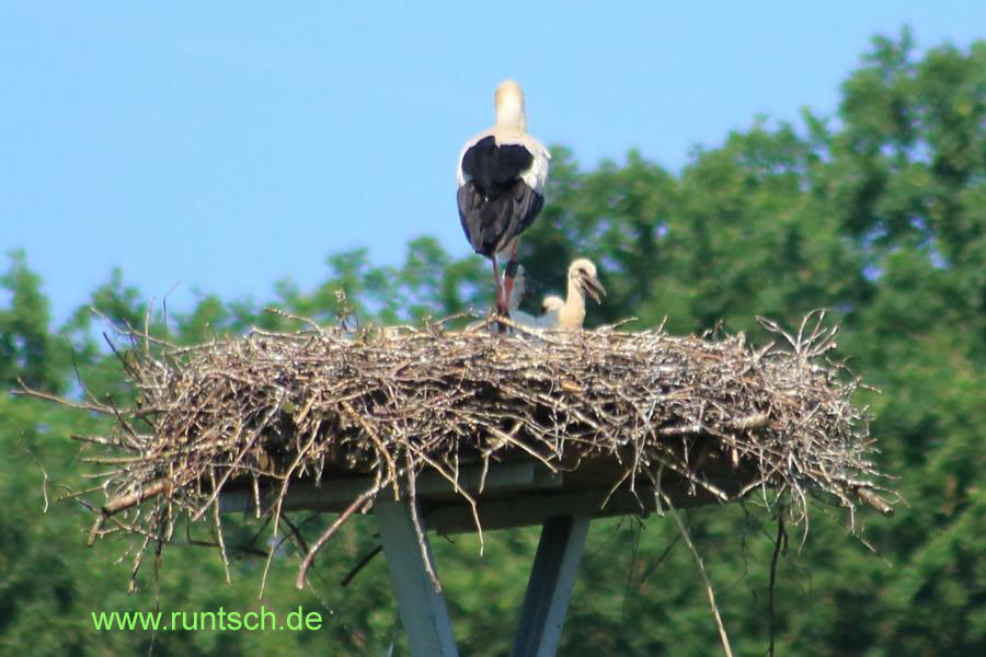 Jungstorch schaut ber den Nestrand