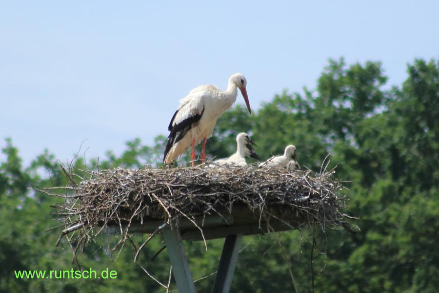 4 Storchenkcken  mit Altvogel
