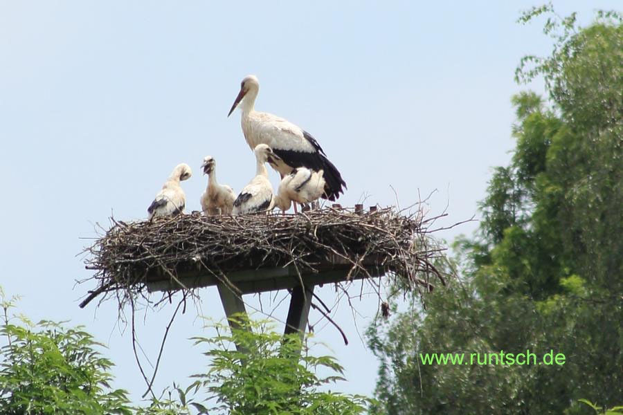 Altstorch mit 4 Jungen
