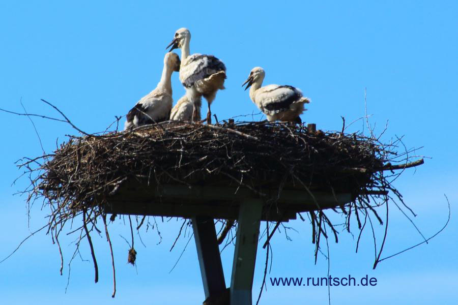 Jungstrche allein im Nest