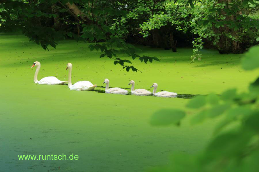 Schwne mit Jungen.