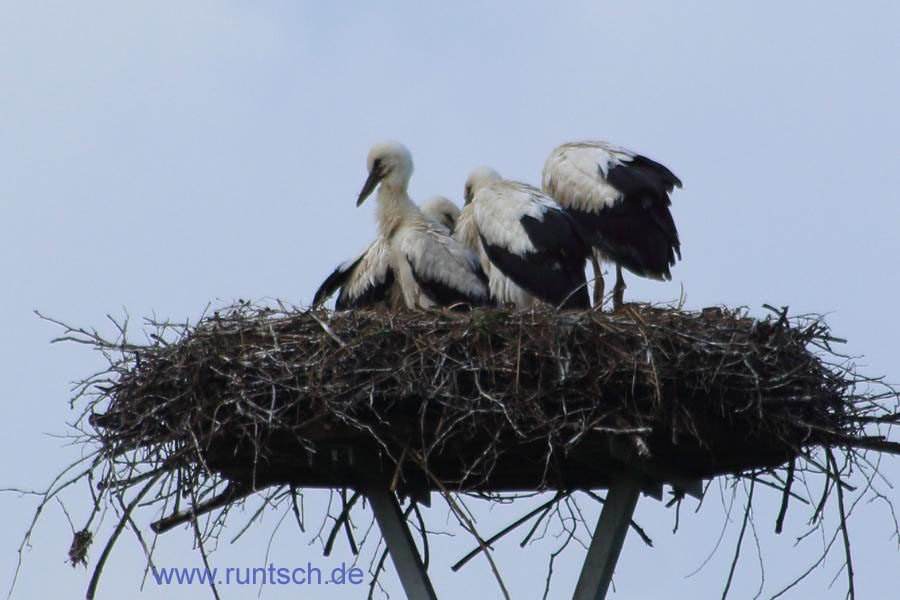 4 Jungstrche allein im Nest.