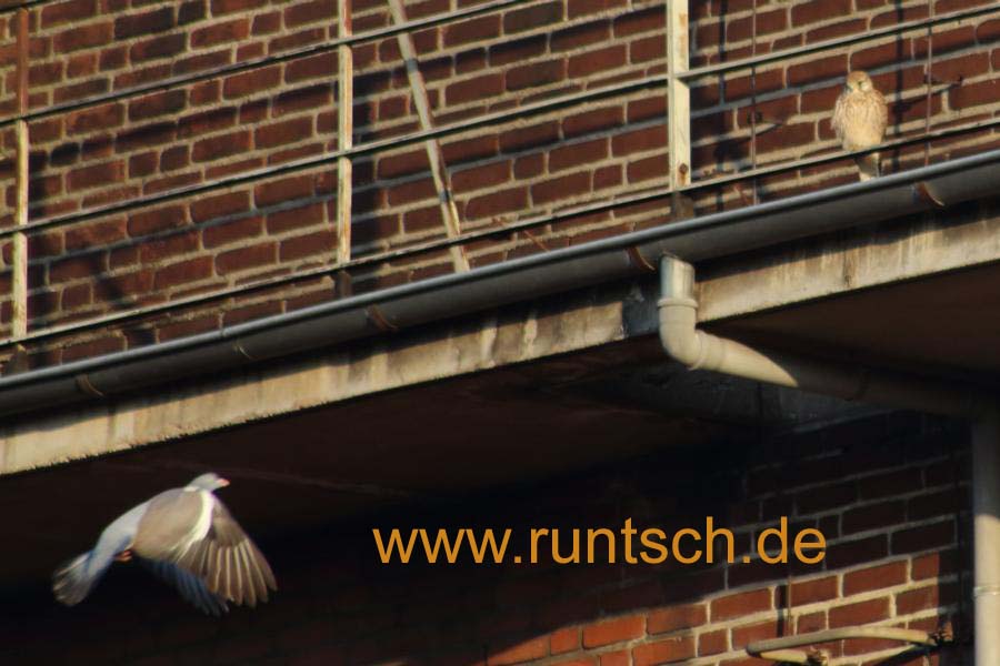 Tauben fliegt zum sitzenden Falken