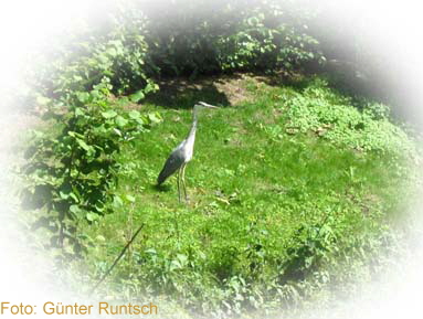 Reiher  an der Stever 