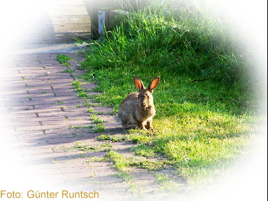 Karnickel beim Frhstck 