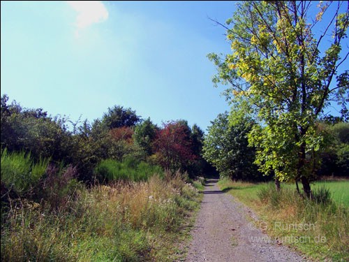 Foto: Weg mit bunten Bschen und Bumen